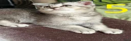 Scottish Fold cats for sale: 5 kittens  - Advert 6