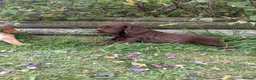 Cocker Spaniel dogs for sale: Cute cocker spaniel babies  in Newport - Advert 14