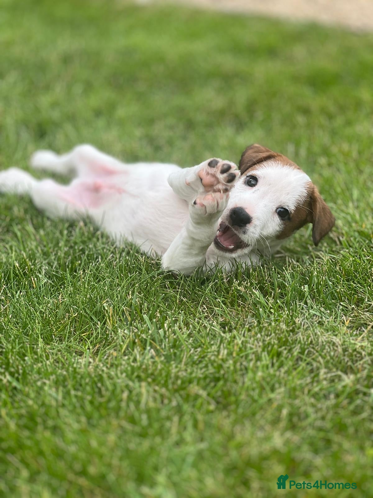 Jack Russell dogs Jack Russel pup - Advert 8