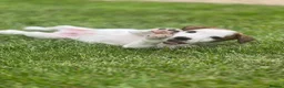 Jack Russell dogs for sale: Jack Russel pup - Advert 1