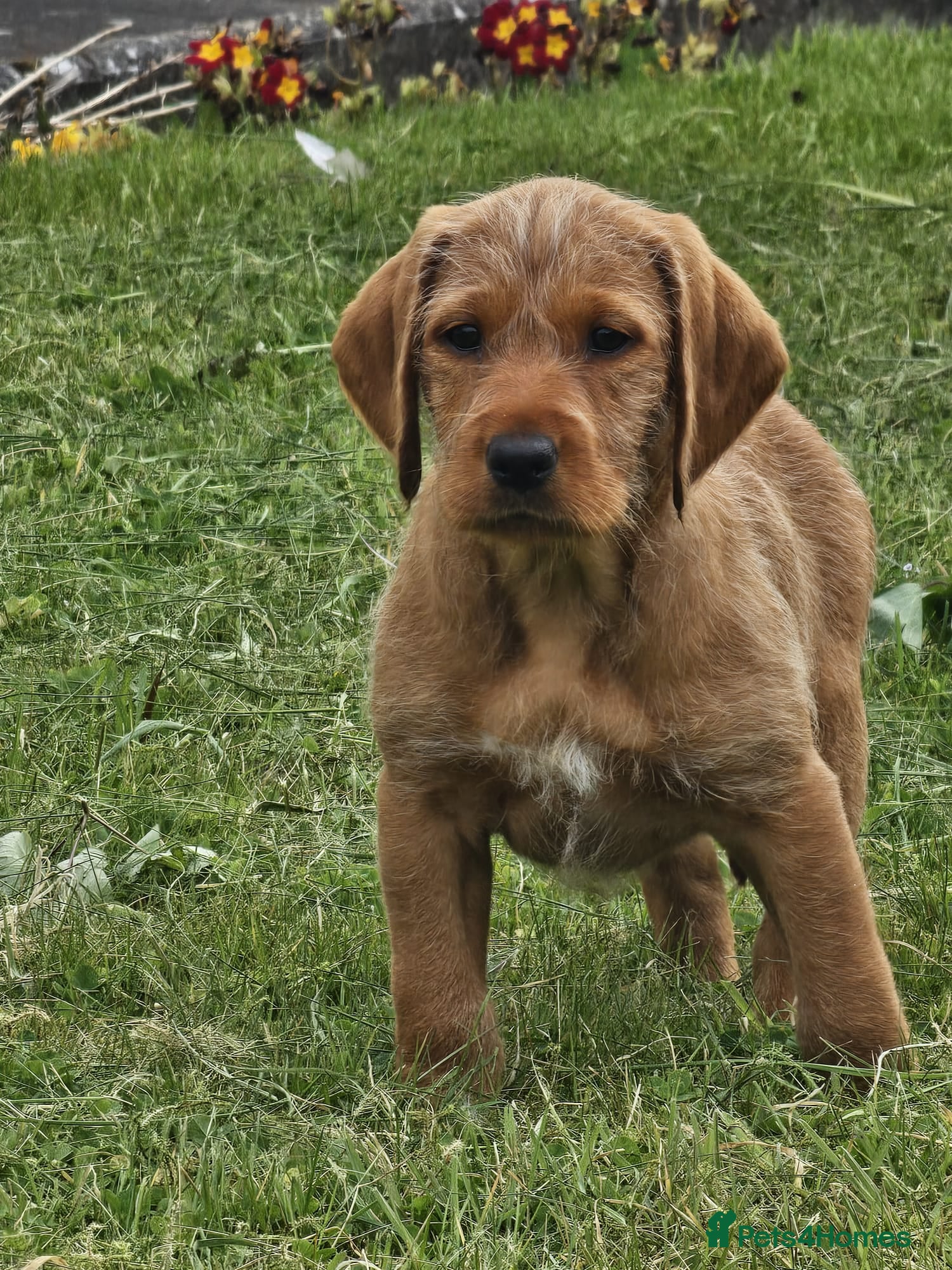 Mixed Breed dogs ALL REHOMED Vizslador Puppies  - Advert 2