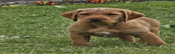 Mixed Breed dogs for sale: ALL REHOMED Vizslador Puppies  - Advert 2