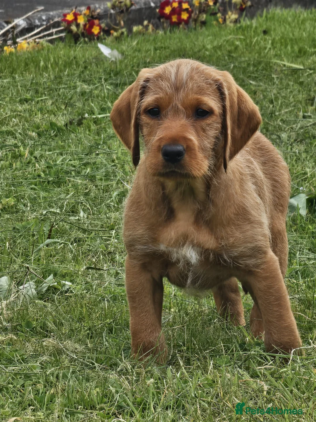Mixed Breed dogs for sale: ALL REHOMED Vizslador Puppies  - Advert 2