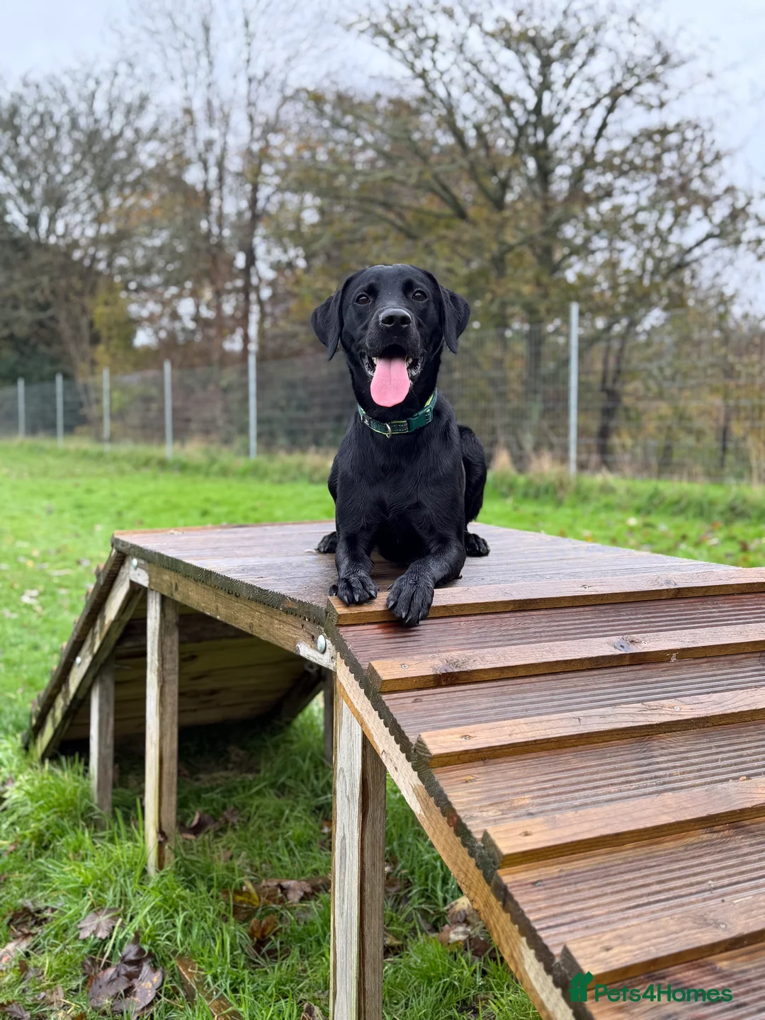 Labrador Retriever dogs for sale: Male Labrador  - Advert 1