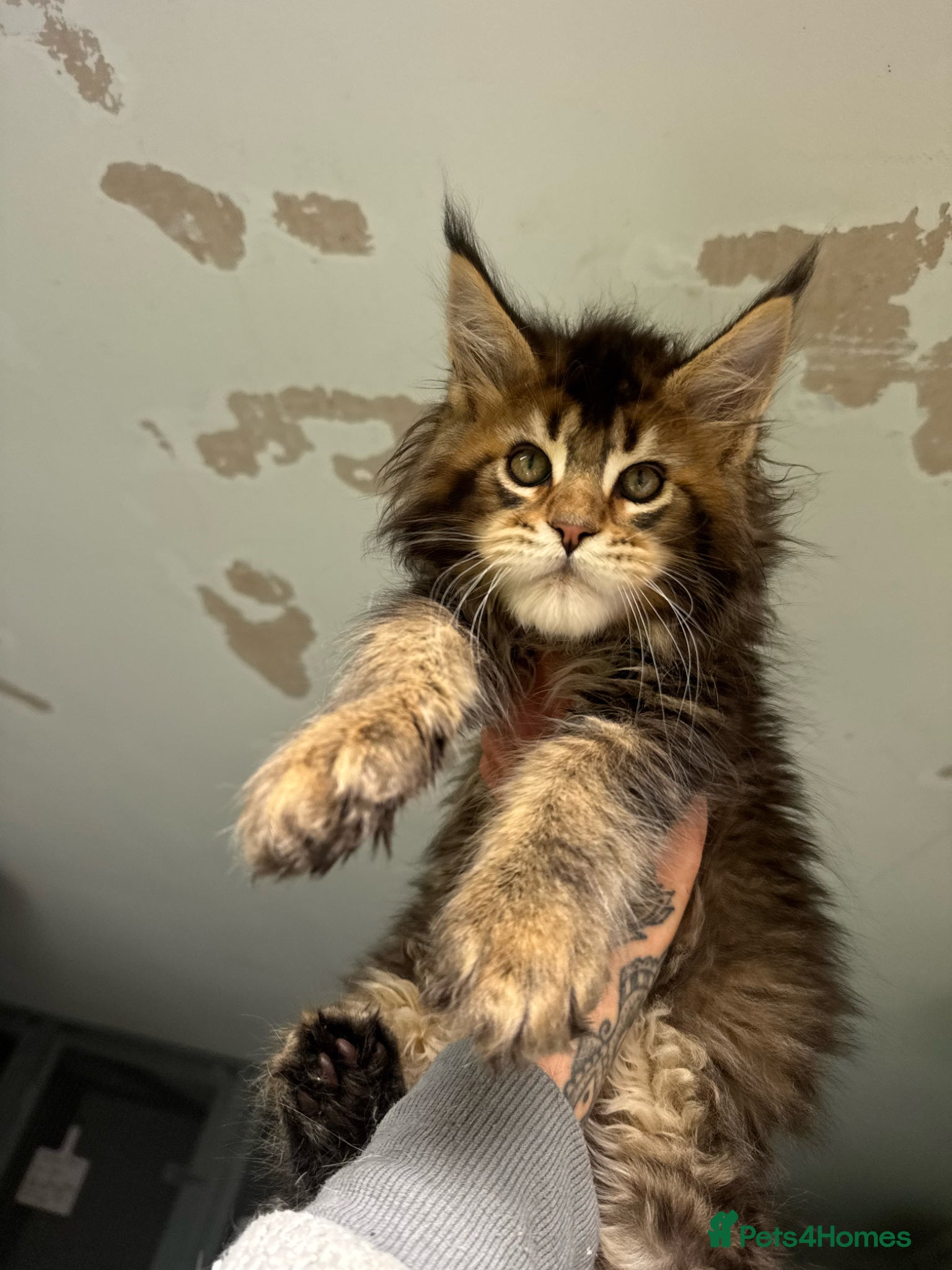 Maine Coon cats for sale: Russian Import Health Tested Loved Kittens - Advert 1