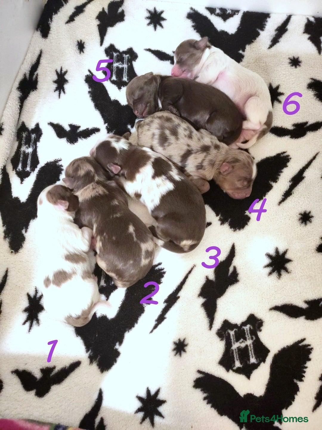 Yorkshire Terrier dogs for sale: Stunning Biro & Merle Yorkie Girls – Ready Nov 25 - Image 2