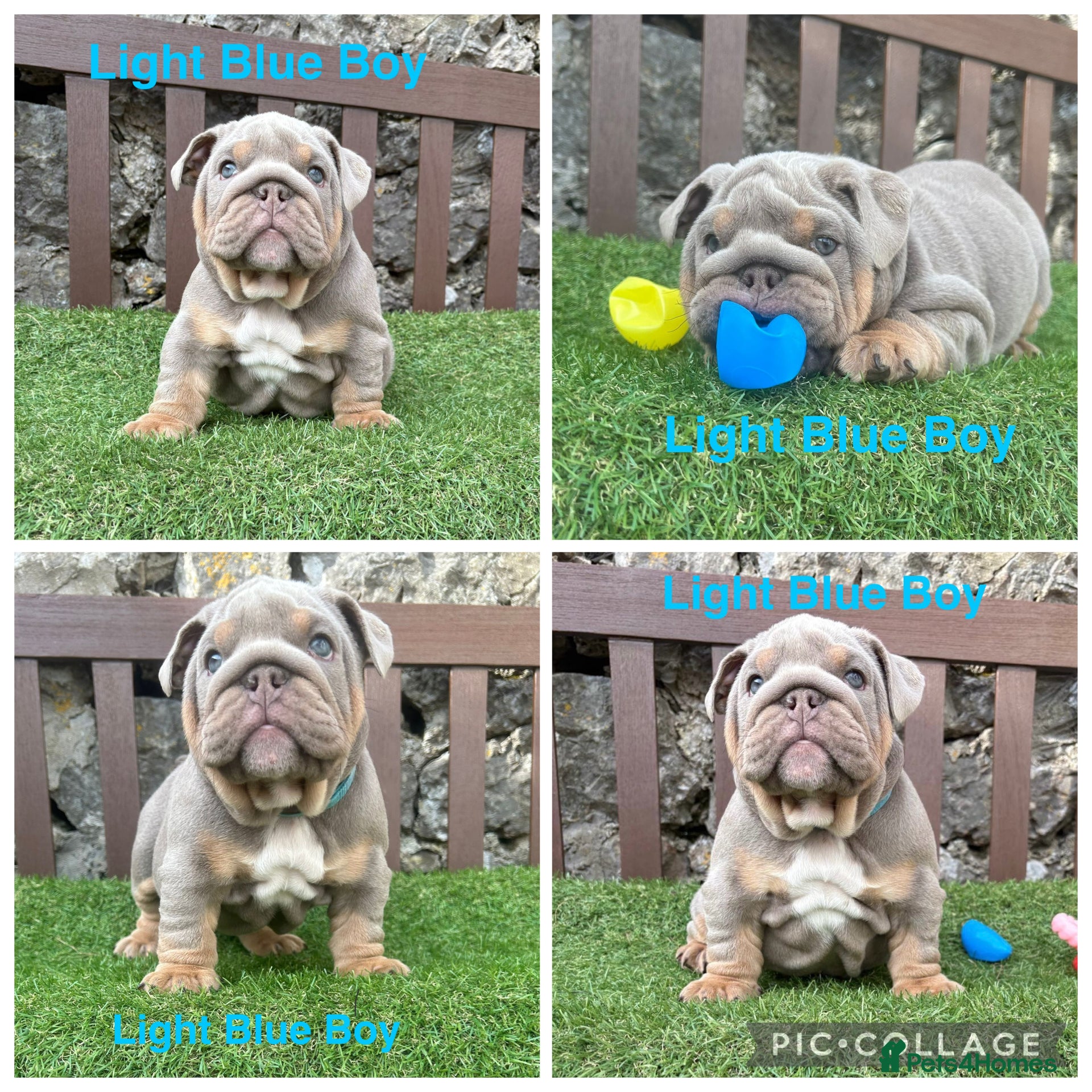 English Bulldog dogs KC registered English bulldog puppies - Advert 10