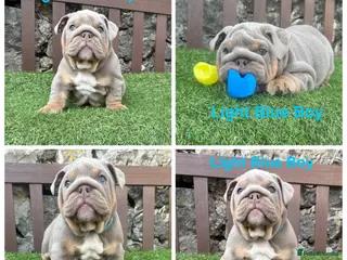 English Bulldog dogs KC registered English bulldog puppies - Advert 10