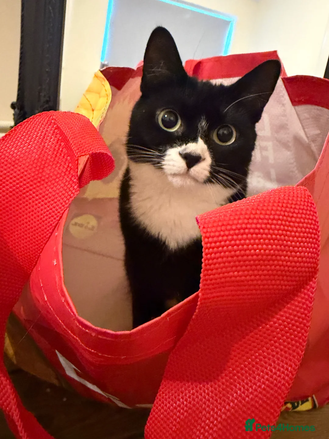 Domestic Shorthair cats for sale: Female cat in need of a new home  - Advert 2