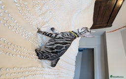 Bengal cats for sale: 🤍🖤🩶 Bengal Kittens 🩶🖤🤍 in Barnoldswick - Image 5