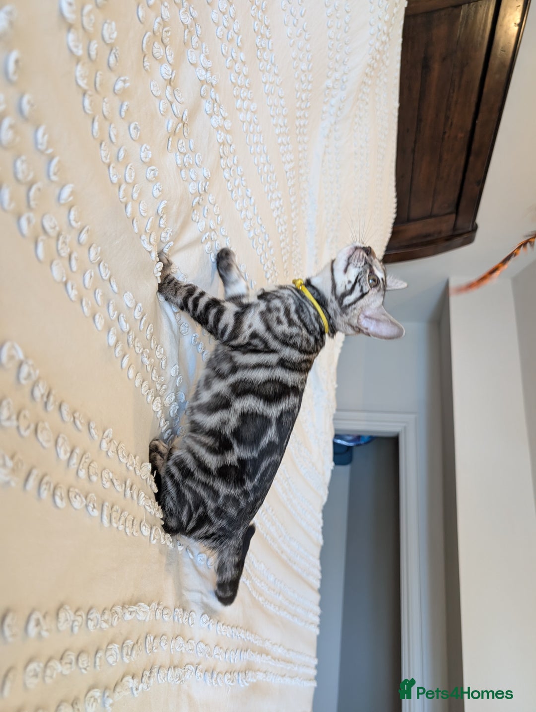 Bengal cats for sale: 🤍🖤🩶 Bengal Kittens 🩶🖤🤍 in Barnoldswick - Image 5