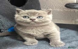British Shorthair cats for sale: GCCF British shorthair kittens for Sale - Image 14