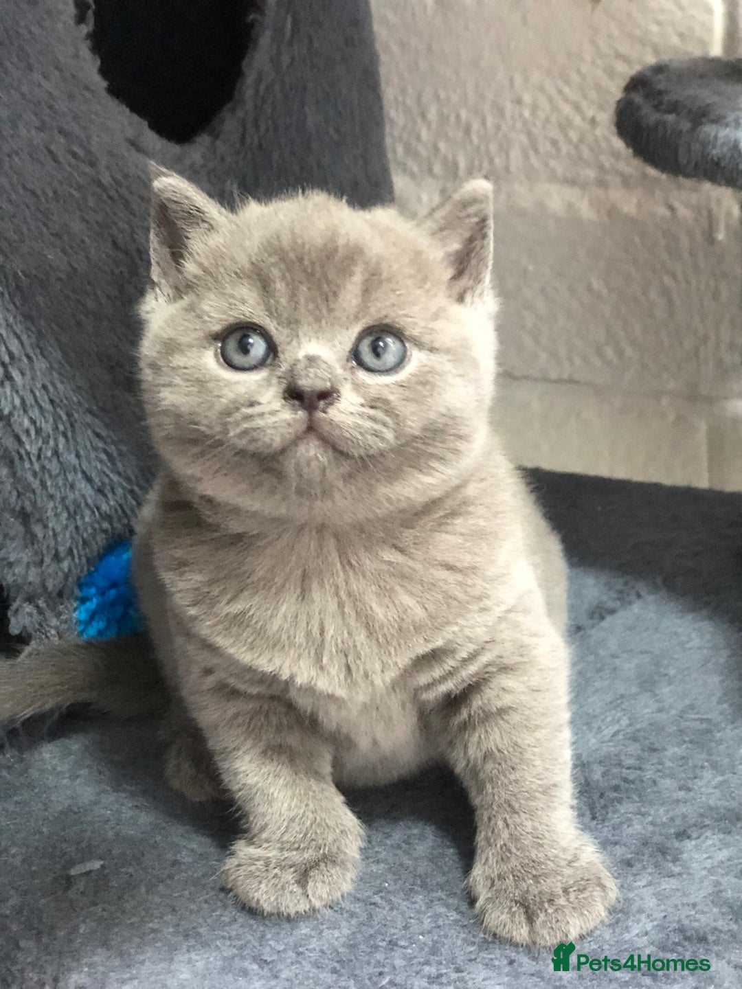 British Shorthair cats for sale: GCCF British shorthair kittens for Sale - Image 14