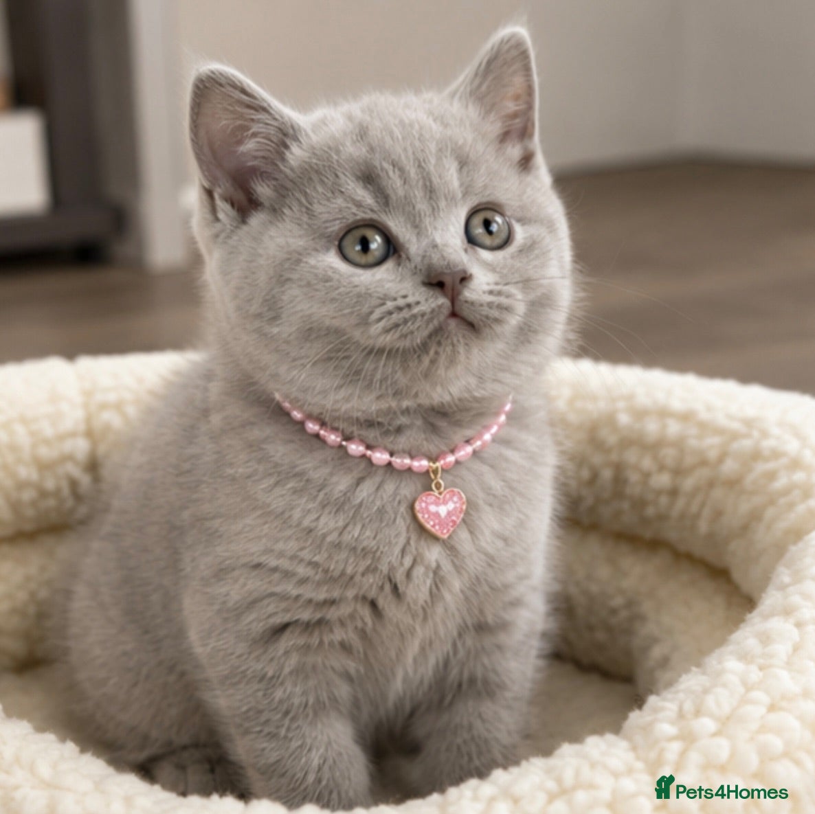 British Shorthair cats Adorable British Shorthair Kittens  - Advert 1