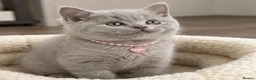 British Shorthair cats for sale: Adorable British Shorthair Kittens  in Bristol - Advert 2
