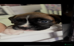 Boxer dogs for sale: READY NOW Boxer Puppies KC registered  - Image 23
