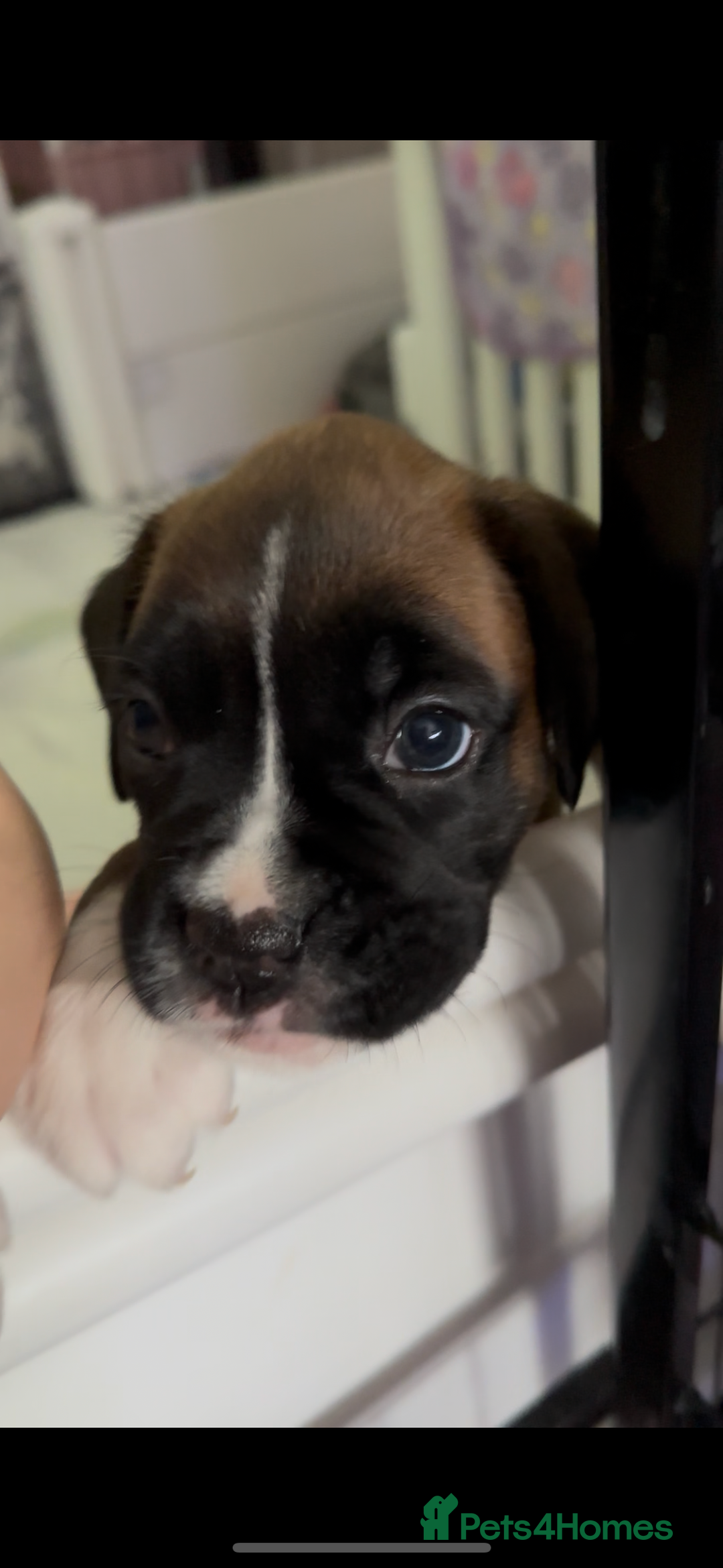 Boxer dogs for sale: READY NOW Boxer Puppies KC registered  - Image 23