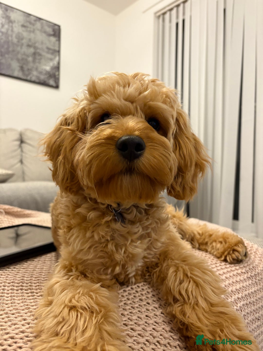 Cavapoo dogs for stud: F1 Cavapoo for stud  - Image 3