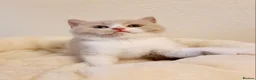 British Shorthair cats for sale: Beautiful British Shorthair Males & Females - Advert 15