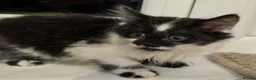 Mixed Breed cats for sale: ​🐾 6 Beautiful Kittens ready to go 💙🩷 - Advert 21