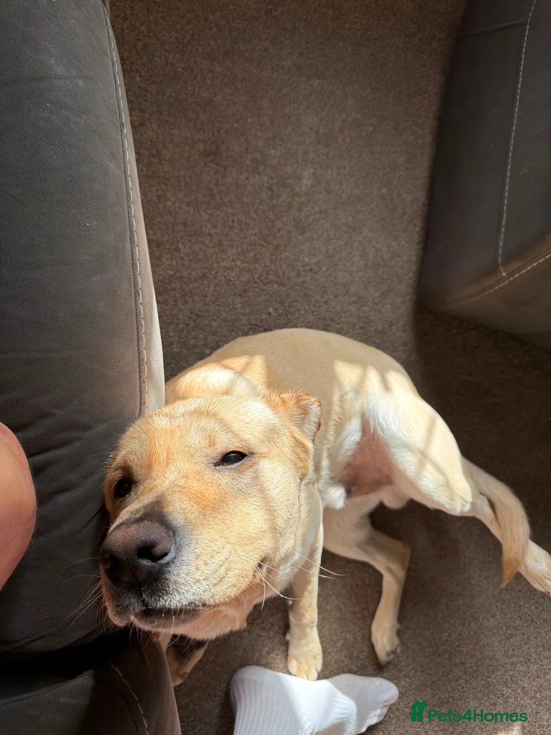 Labrador Retriever dogs for sale: Male fox red lab - Advert 1