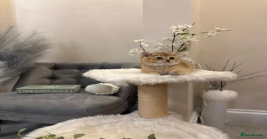 British Shorthair cats - Advert 2