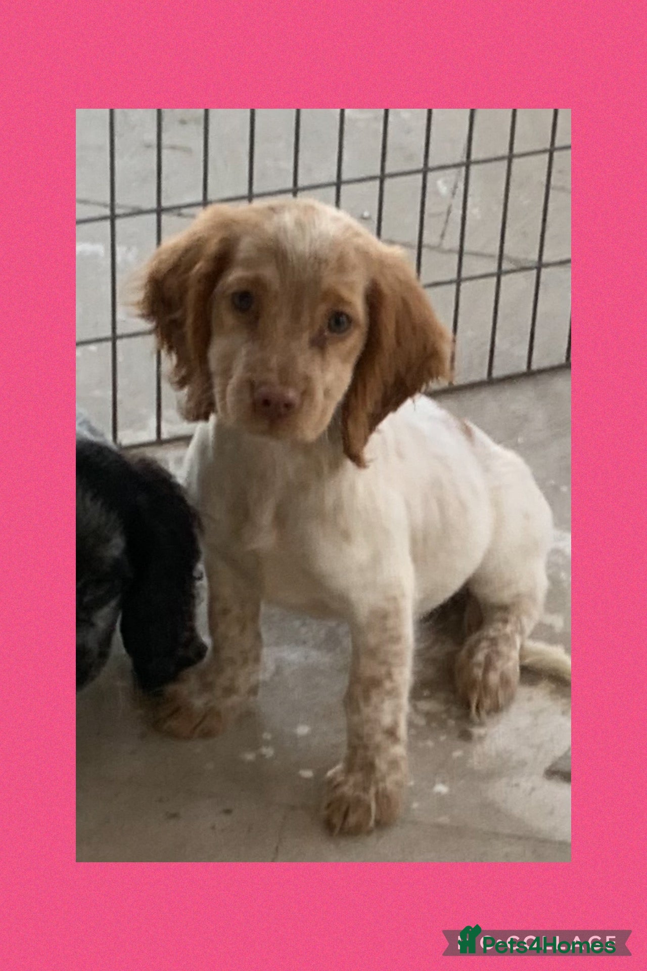 Cocker Spaniel dogs Beautiful Roan pups  - Advert 10