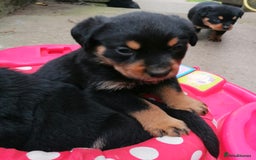 Rottweiler dogs for sale: 6 Chunky Rottweiler Puppies  - Image 6