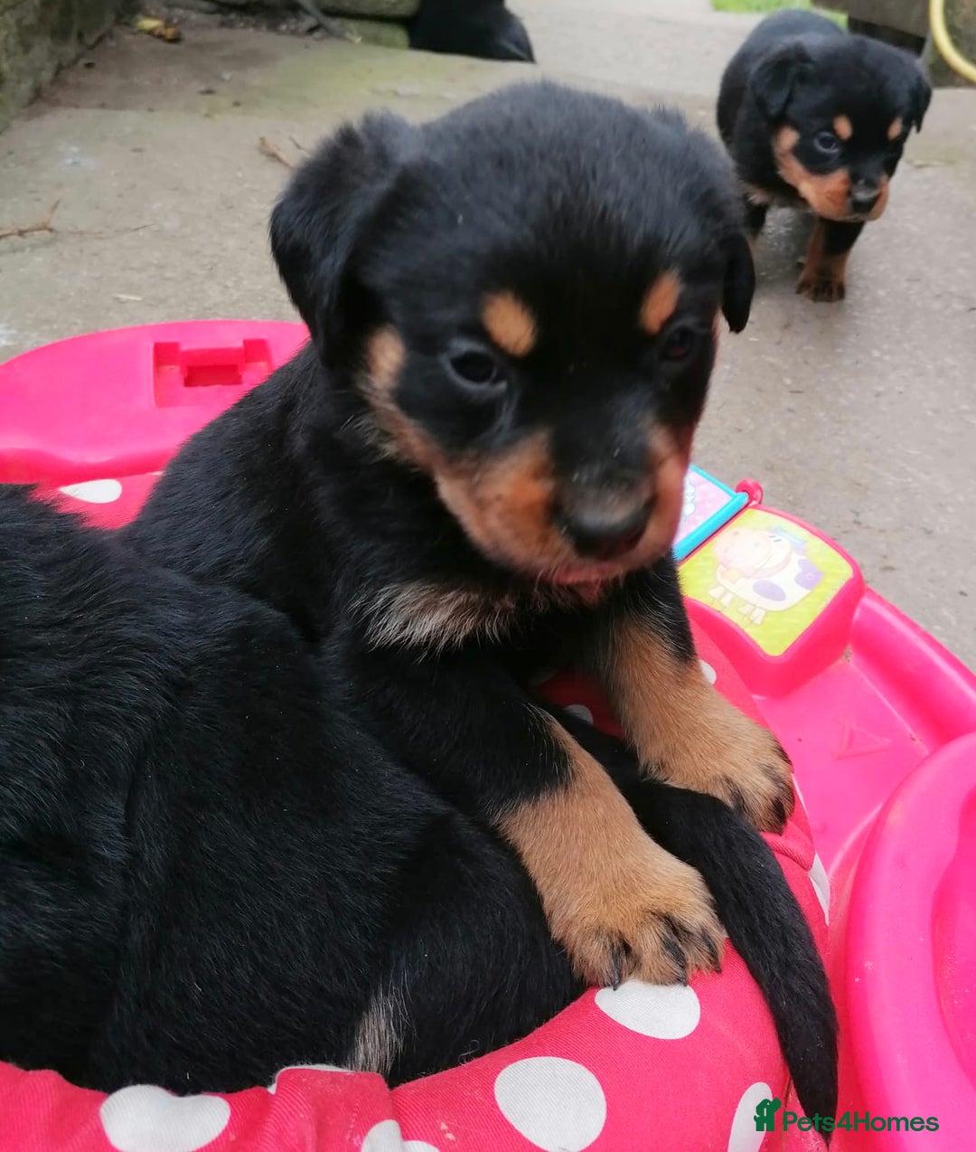 Rottweiler dogs for sale: 6 Chunky Rottweiler Puppies  - Image 6