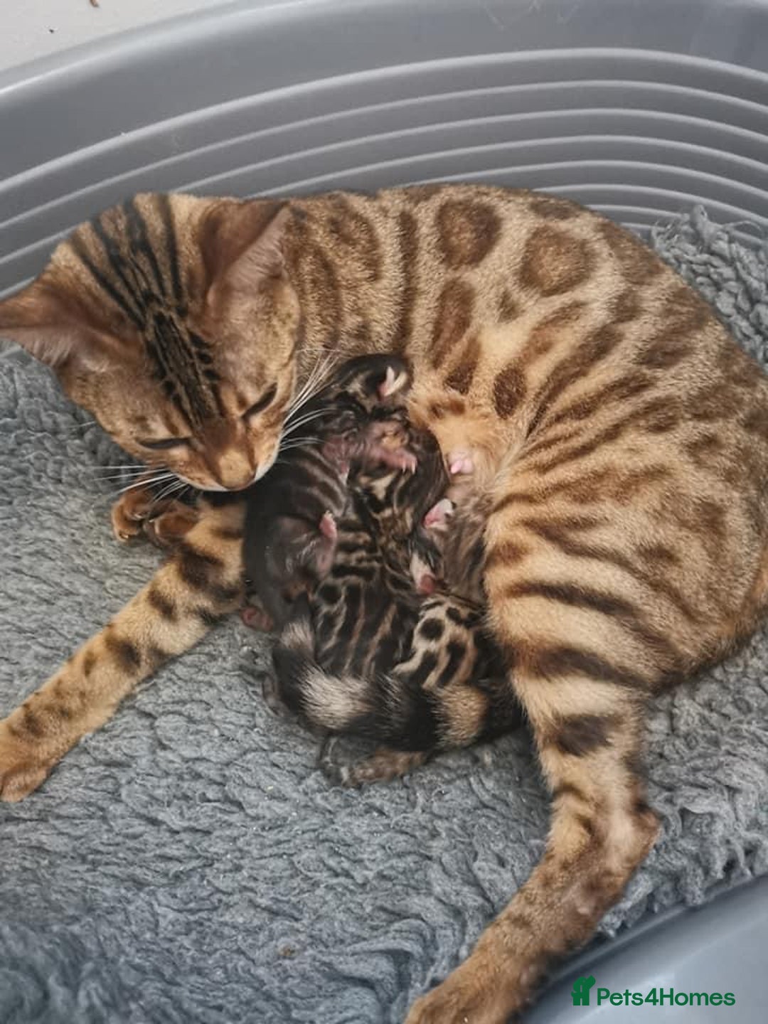 Keetso cats for sale: 2 superb rare golden keetso males  - Advert 2