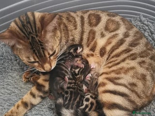 Keetso cats 2 superb rare golden keetso males - Advert 1