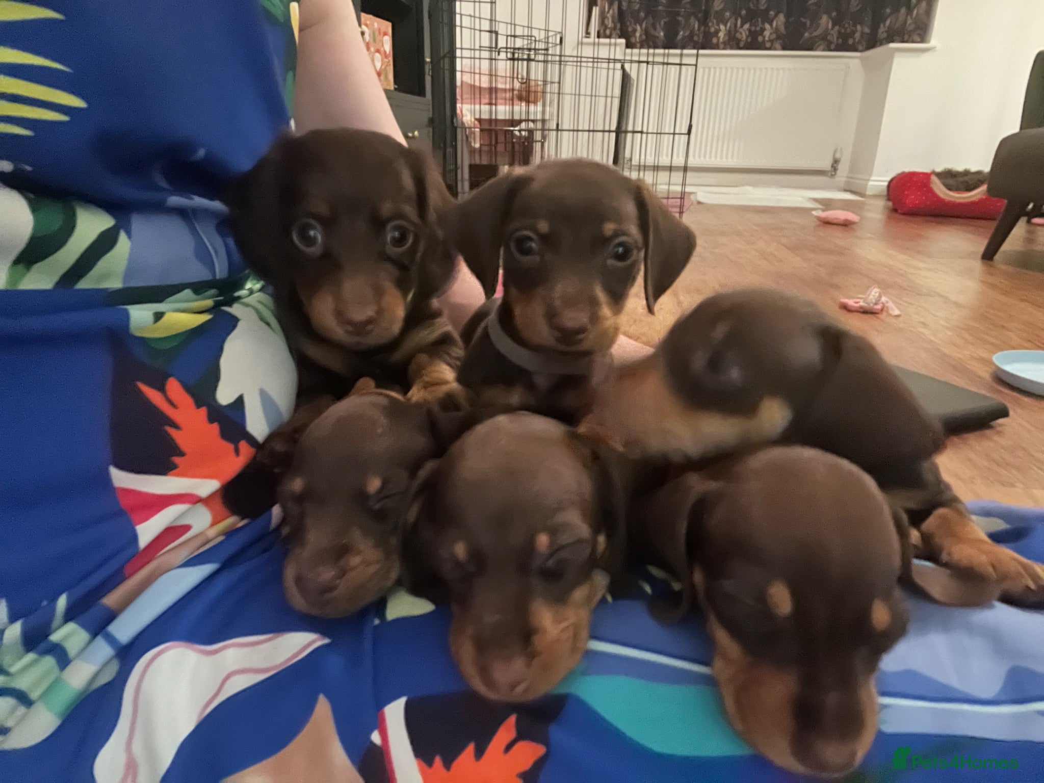 Dachshund dogs Beautiful dachshund puppies  - Advert 23