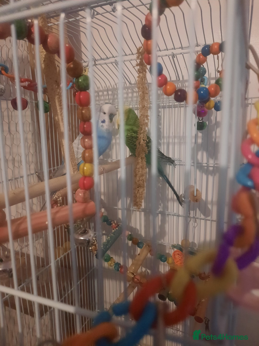 Budgerigars birds for sale: 2 x male budgies.  - Image 2