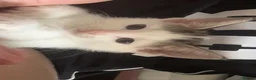 Domestic Shorthair cats for sale: 1 female left  - Advert 4