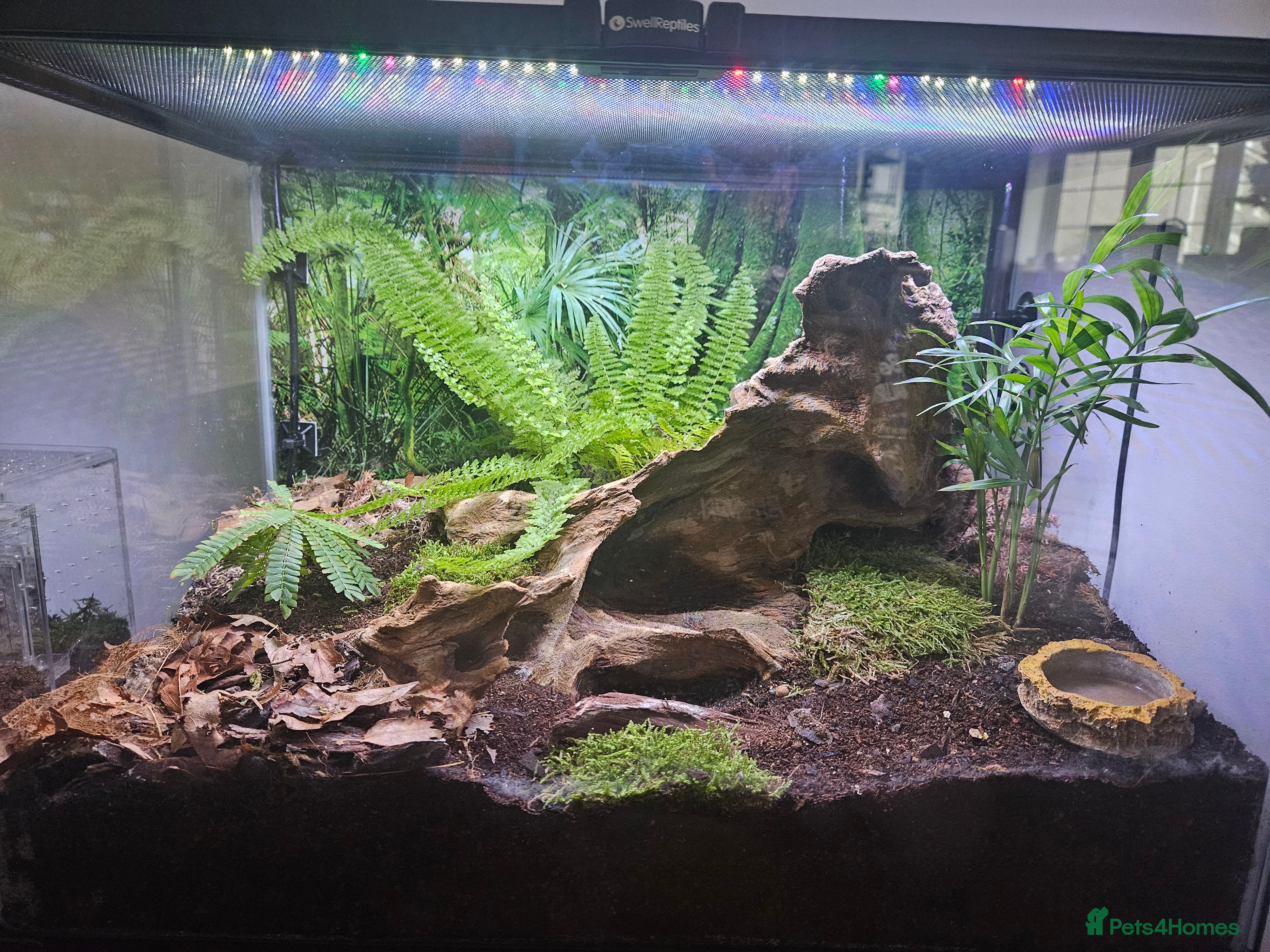 Scorpions invertebrates Laos forest scorpion with setup - Advert 2