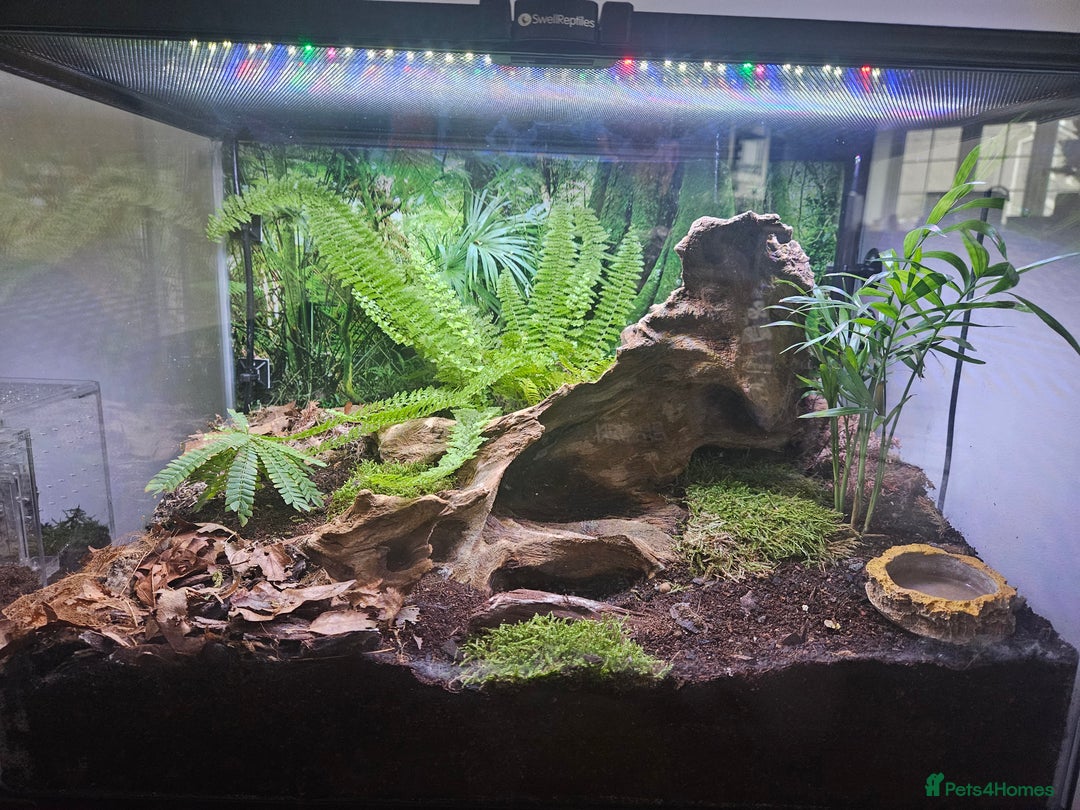 Scorpions invertebrates for sale: Laos forest scorpion with setup - Advert 1