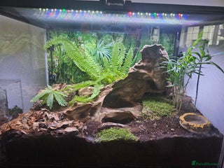 Scorpions invertebrates Laos forest scorpion with setup - Advert 1