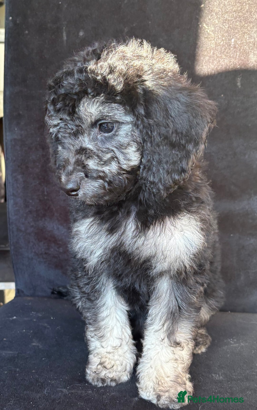 Miniature Poodle dogs for sale: 🐩🌈Miniature Merle poodle puppies 🌈🐶❤️ - Advert 15