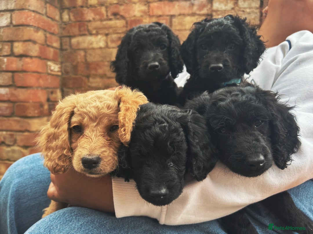 Cocker Spaniel dogs for sale: Male cocker spaniel  - Image 5