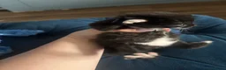 British Longhair cats for sale: Long haired kittens  - Advert 5
