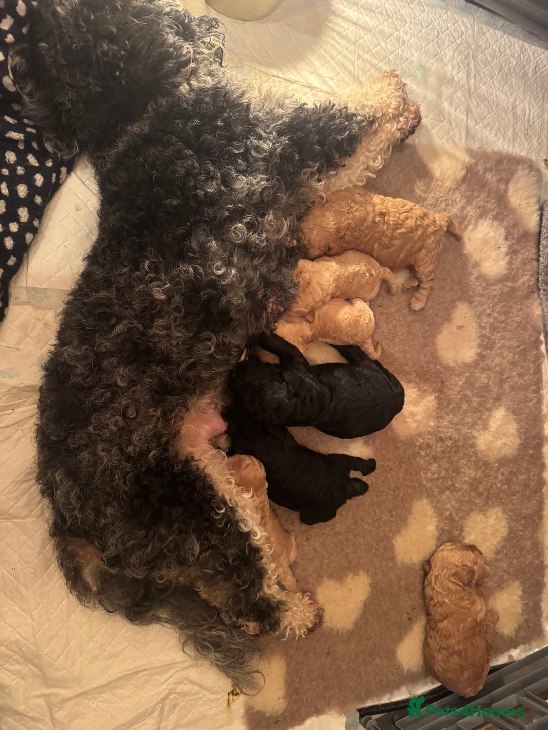 Mixed Breed dogs for sale: Beautiful Cockapoo puppies  - Image 5