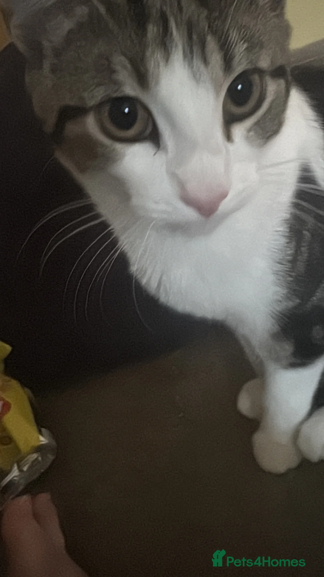 Mixed Breed cats for sale: Frankie and Oreo  - Advert 1