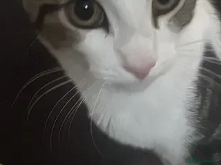 Mixed Breed cats Frankie and Oreo - Advert 1