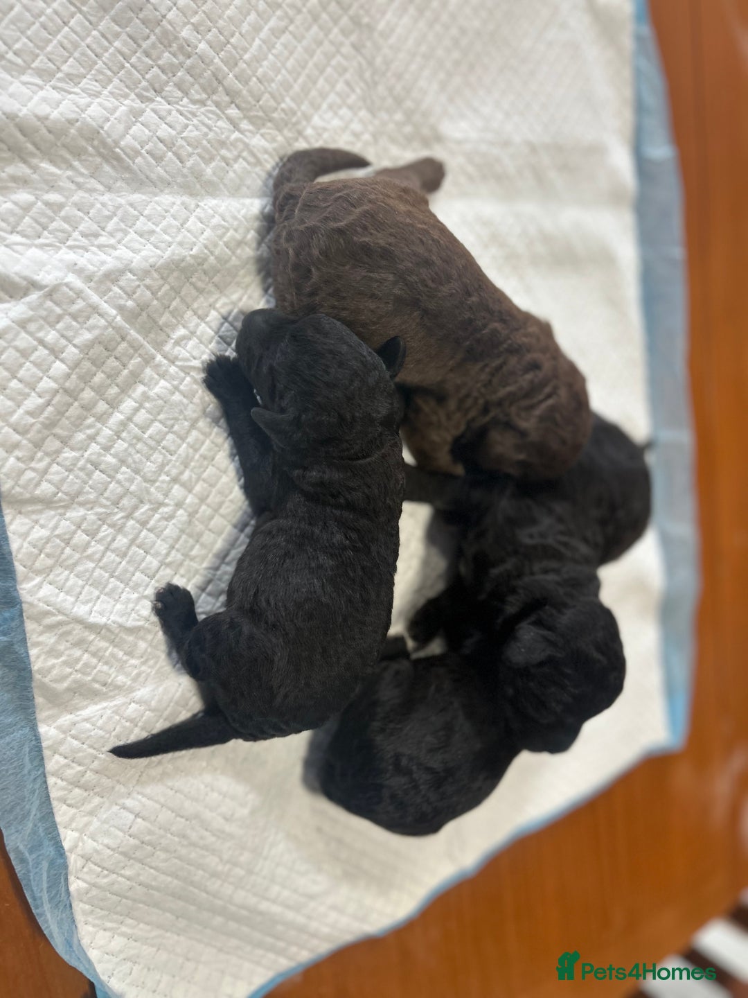 Bedlington Terrier dogs for sale: KC Registered Bedlington Terrier Puppies - Image 3