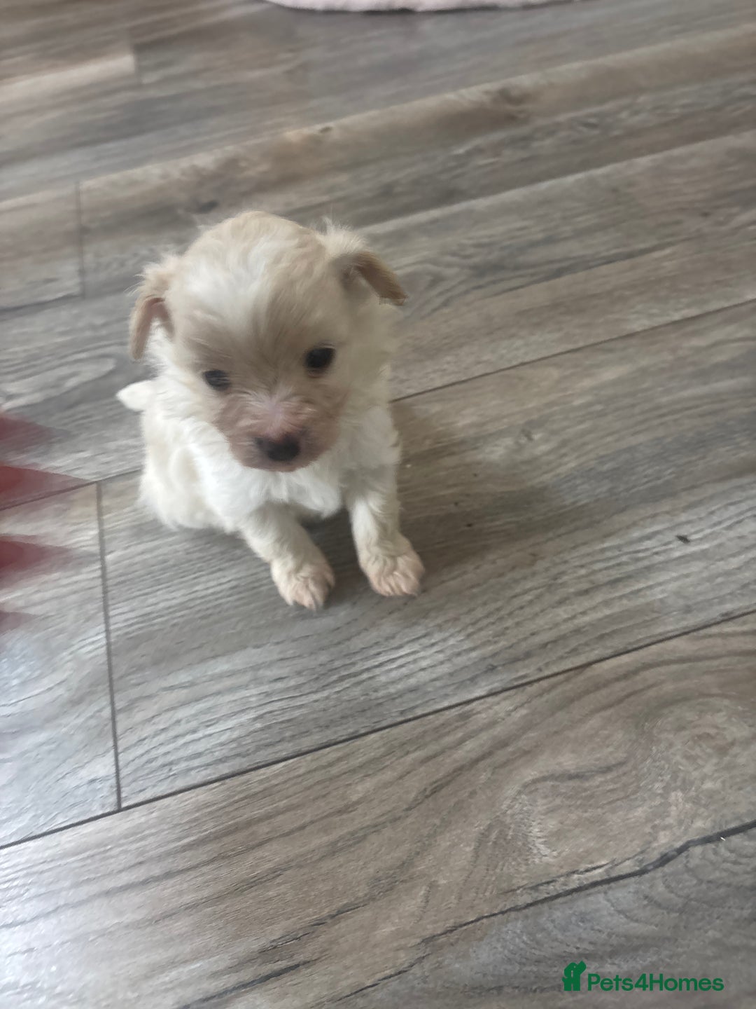 Pomapoo dogs for sale: Stunning Pomapoo puppies  - Advert 9