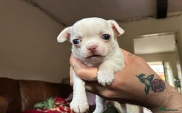 Chihuahua dogs for sale: 3 little girls - Image 3