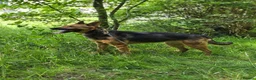 Mixed Breed dogs for adoption: ❤️ SHANNY ❤️ – WELL BALANCED, KIND AND DEVOTED  - Advert 20