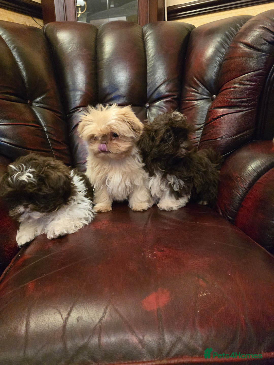 Shih Tzu dogs for sale: Stunning shih tzu - Advert 29