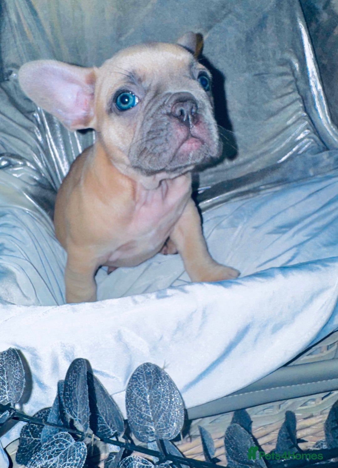 French Bulldog dogs for sale: French Bulldogs  - Image 10