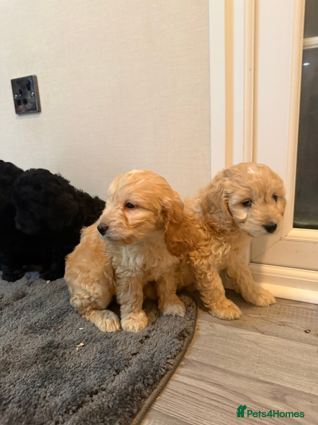 Cockapoo dogs for sale: Cockapoo puppies - Advert 31